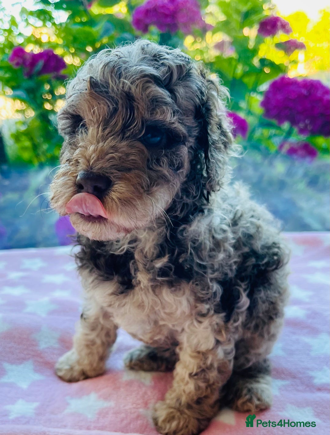 Cockapoo dogs for sale: Stunning fully DNA tested Cockapoo puppies - Image 9