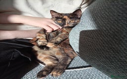 Domestic Shorthair cats for sale: Tortoiseshell female kitten - Image 3