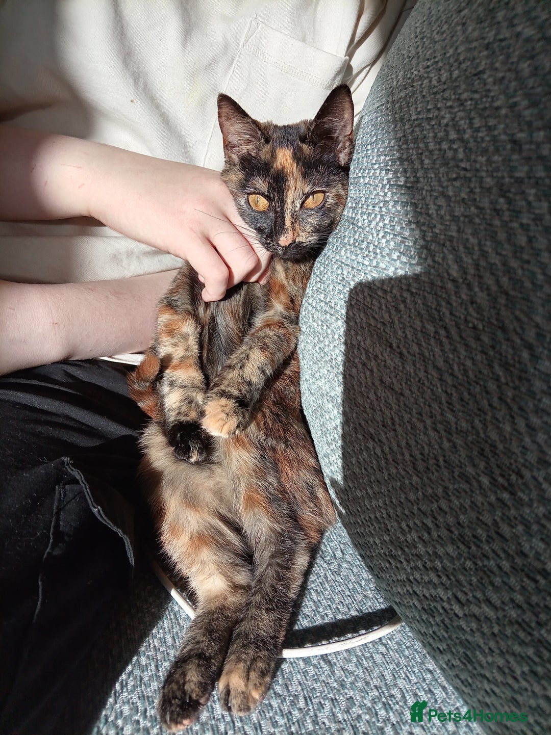 Domestic Shorthair cats for sale: Tortoiseshell female kitten - Image 3