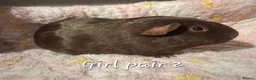 Guinea Pig rodents for sale: Guinea Pig pairs for sale  - Advert 7