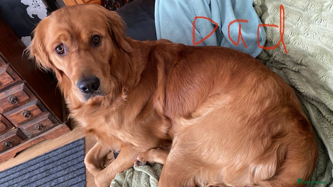 Golden Retriever dogs for sale: 6 beautiful golden retriever pups - Image 16
