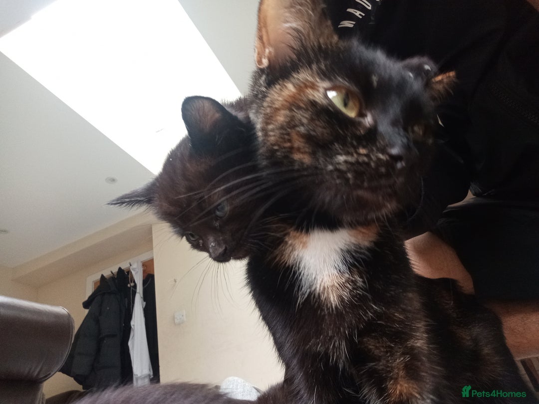 Domestic Shorthair cats for sale: Meshmesh - Image 3