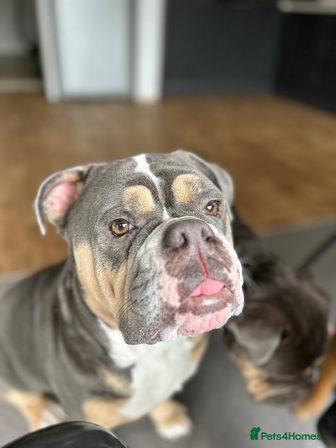 Mixed Breed dogs for sale: Bulldog x Neo Mastiffs  - Image 8
