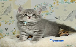British Shorthair cats for sale: GCCF British Shorthairs **READY NOW** in Manchester - Image 4