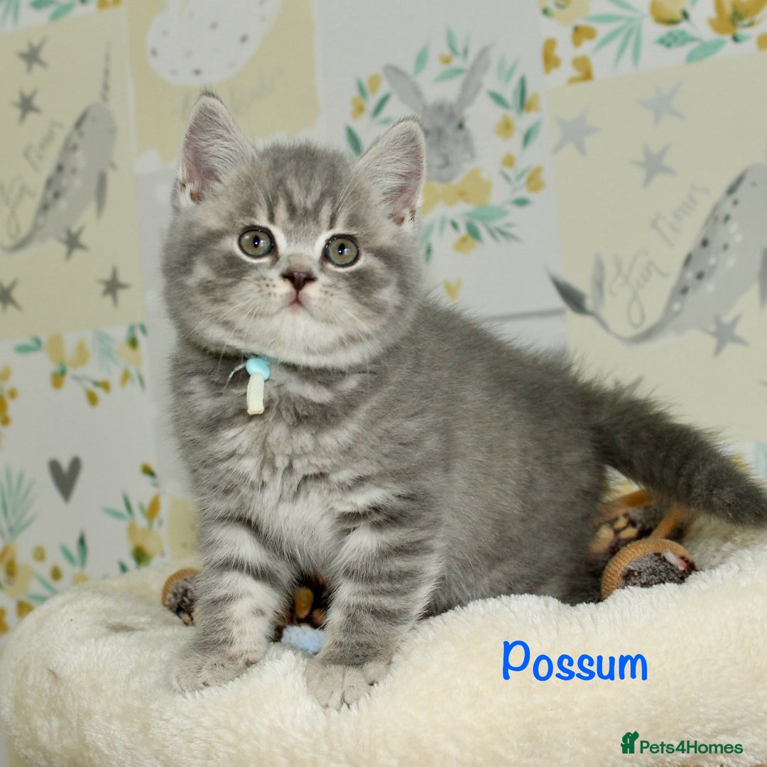 British Shorthair cats for sale: GCCF British Shorthairs **READY NOW** in Manchester - Image 4