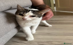 Domestic Shorthair cats for sale: * PLEASE READ* 2 kittens 6 months old  - Image 2