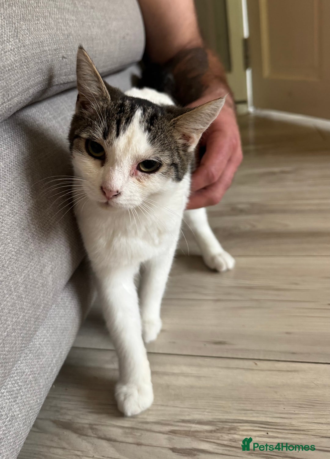Domestic Shorthair cats for sale: * PLEASE READ* 2 kittens 6 months old  - Image 2