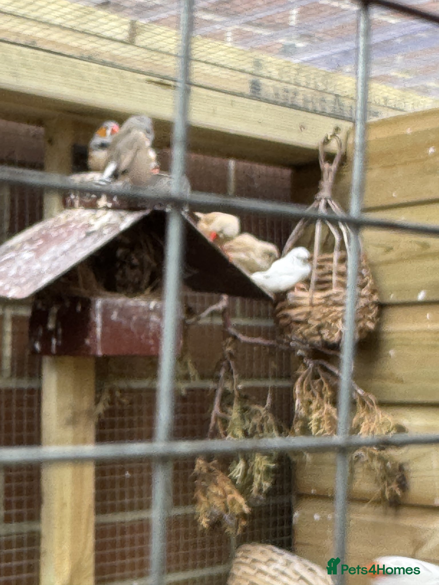 Finches birds Zebra finches - Advert 1