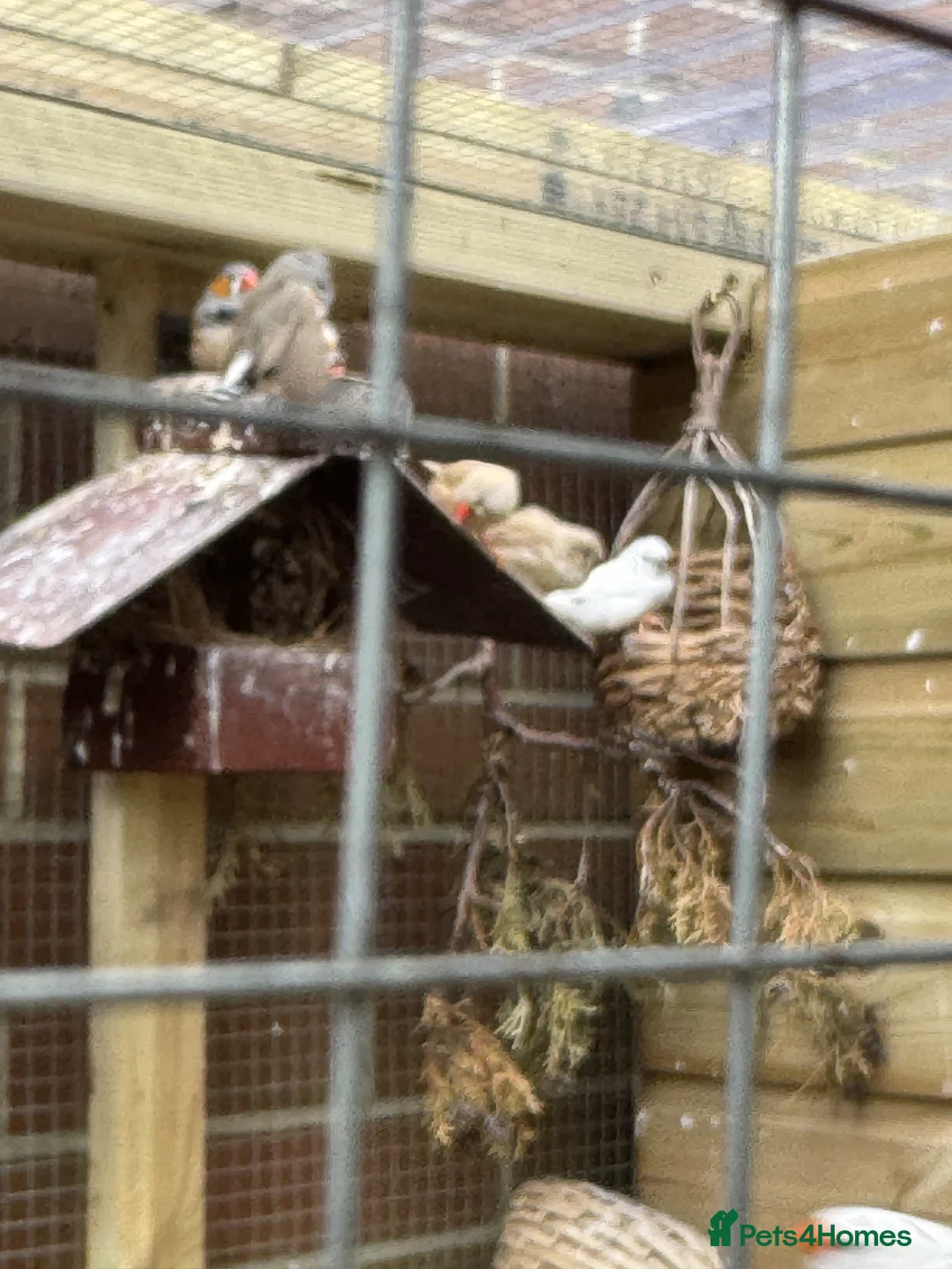 Finches birds for sale: Zebra finches in Derby - Advert 1