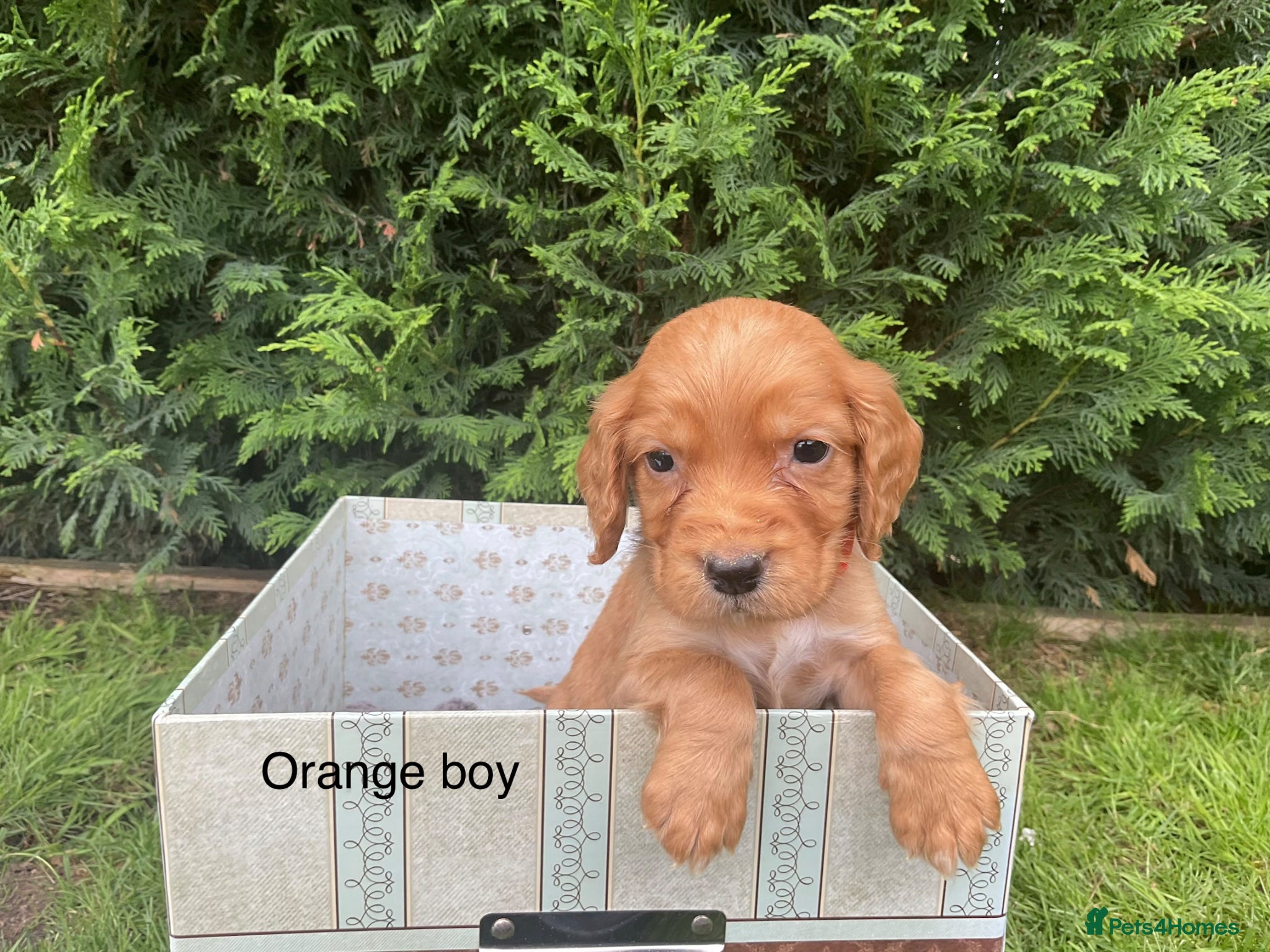 Cocker Spaniel dogs Kc reg hereditary clear working cocker spaniels - Advert 2