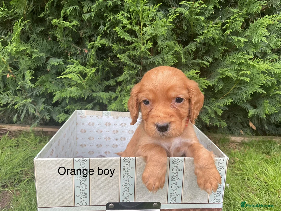 Cocker Spaniel dogs for sale: Kc reg hereditary clear working cocker spaniels in Ingatestone - Advert 2