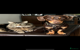Mixed Breed dogs for sale: Mini Jack Russell X daxijack - Image 12