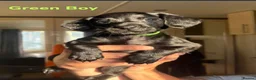 Cockerdor dogs for sale: Cockerdor Labrador Cocker spaniel puppies puppy  in Blackburn - Advert 19