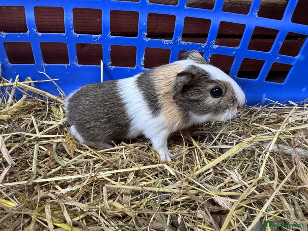 Guinea Pig rodents in Okehampton - Advert 18