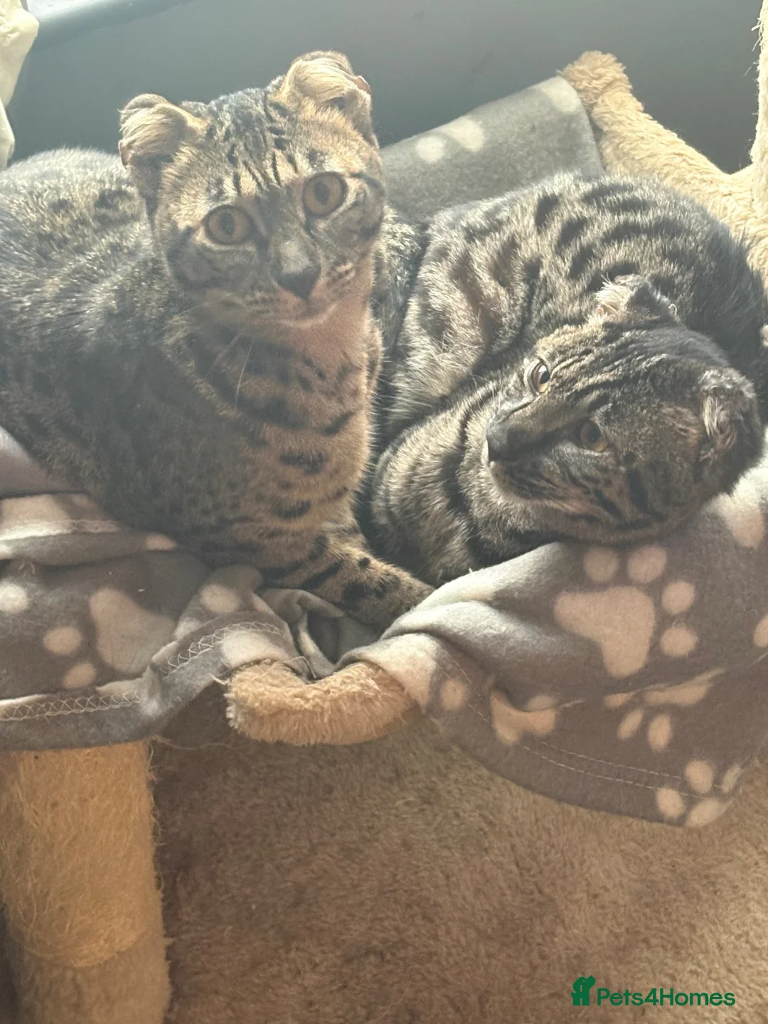 Savannah cats for sale: 2 female Savannah cats  in Cambridge - Advert 1
