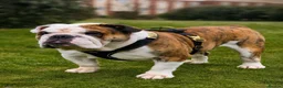 English Bulldog dogs for stud: TYSON - PROVEN KC REG STUD - Advert 5