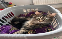 Domestic Shorthair cats for sale: 2 kittens for sale  - Image 12