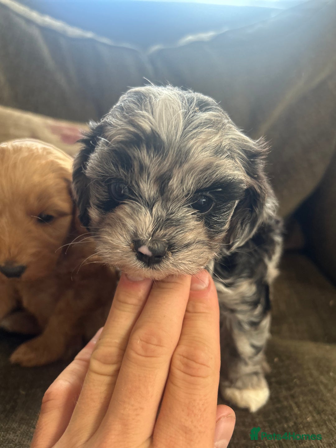 Cavapoo dogs for sale: Cavapoo puppies - Image 1