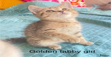 British Shorthair cats - Advert 4