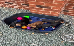 Dachshund dogs for sale: KC PRA Miniature smooth hair dachshund puppies  - Image 27