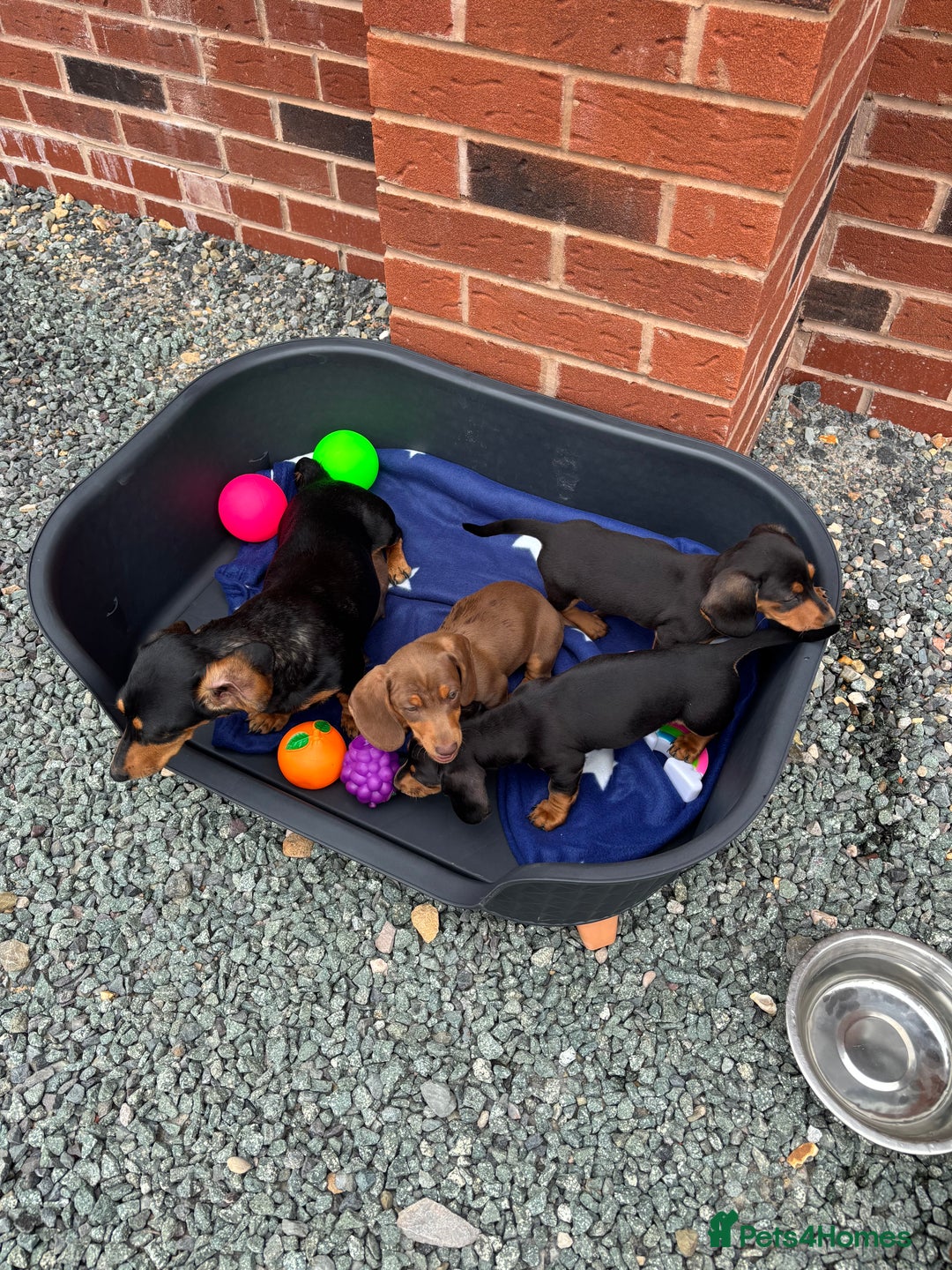 Dachshund dogs for sale: KC PRA Miniature smooth hair dachshund puppies  - Image 27