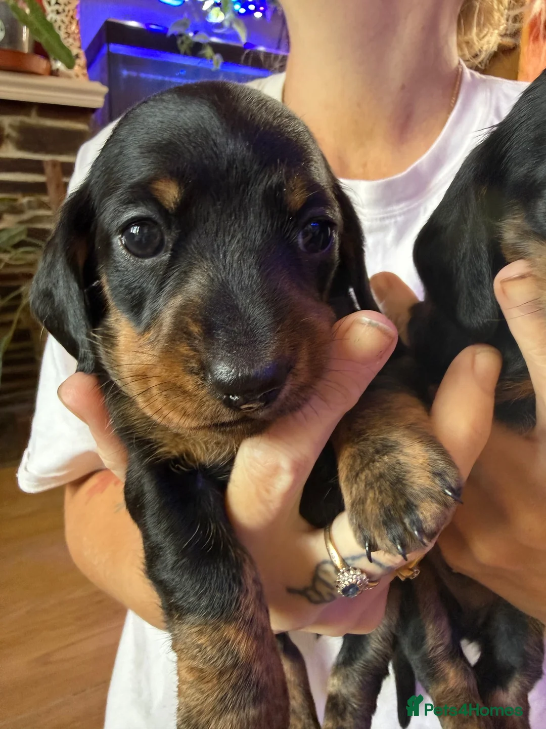 Miniature Dachshund dogs for sale: Miniature smooth haired dachshund  - Advert 2