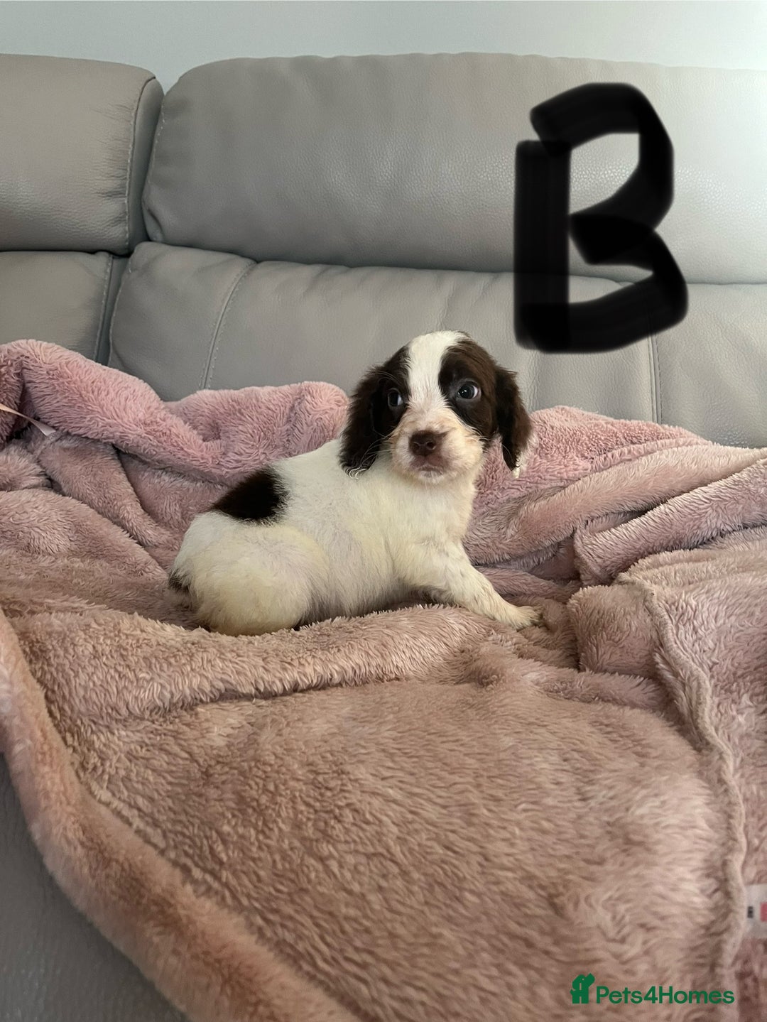 Cocker Spaniel dogs for sale: Cocker spaniel puppies for sale  - Advert 4