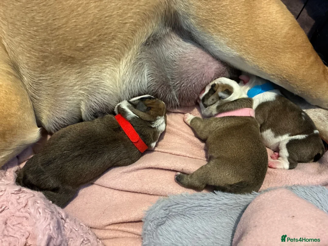 English Bulldog dogs for sale: LAST GIRL LEFT! KC Bulldog Puppy CHAMPION LINES - Advert 6