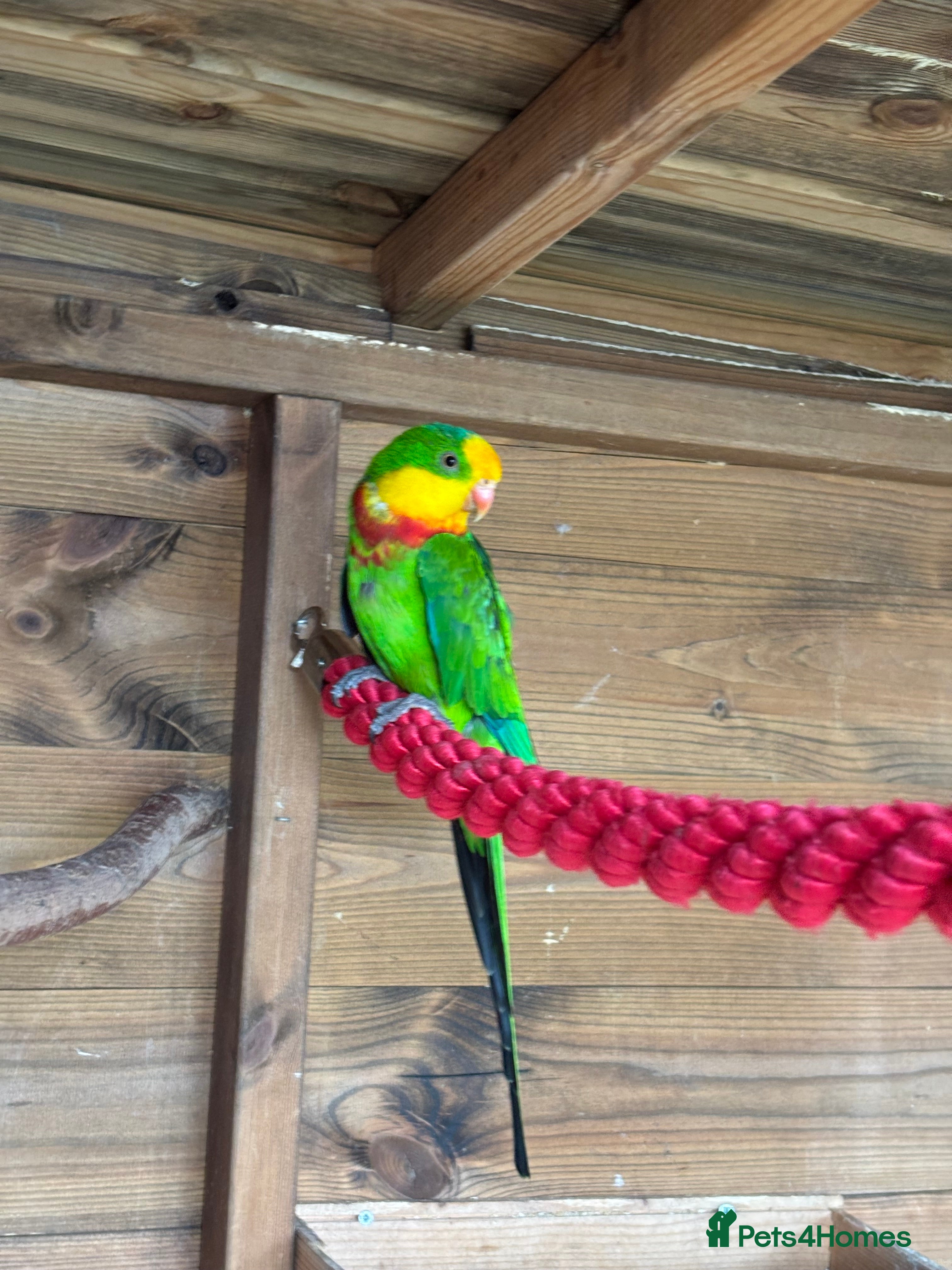 Parrots birds Rare Australian parrots for sale - Advert 11