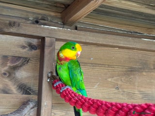 Parrots birds Rare Australian parrots for sale - Advert 2