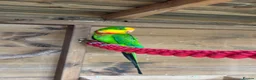 Parrots birds for sale: Rare Australian parrots for sale - Advert 1