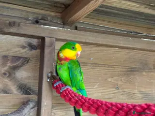 Parrots birds Rare Australian parrots for sale - Advert 9