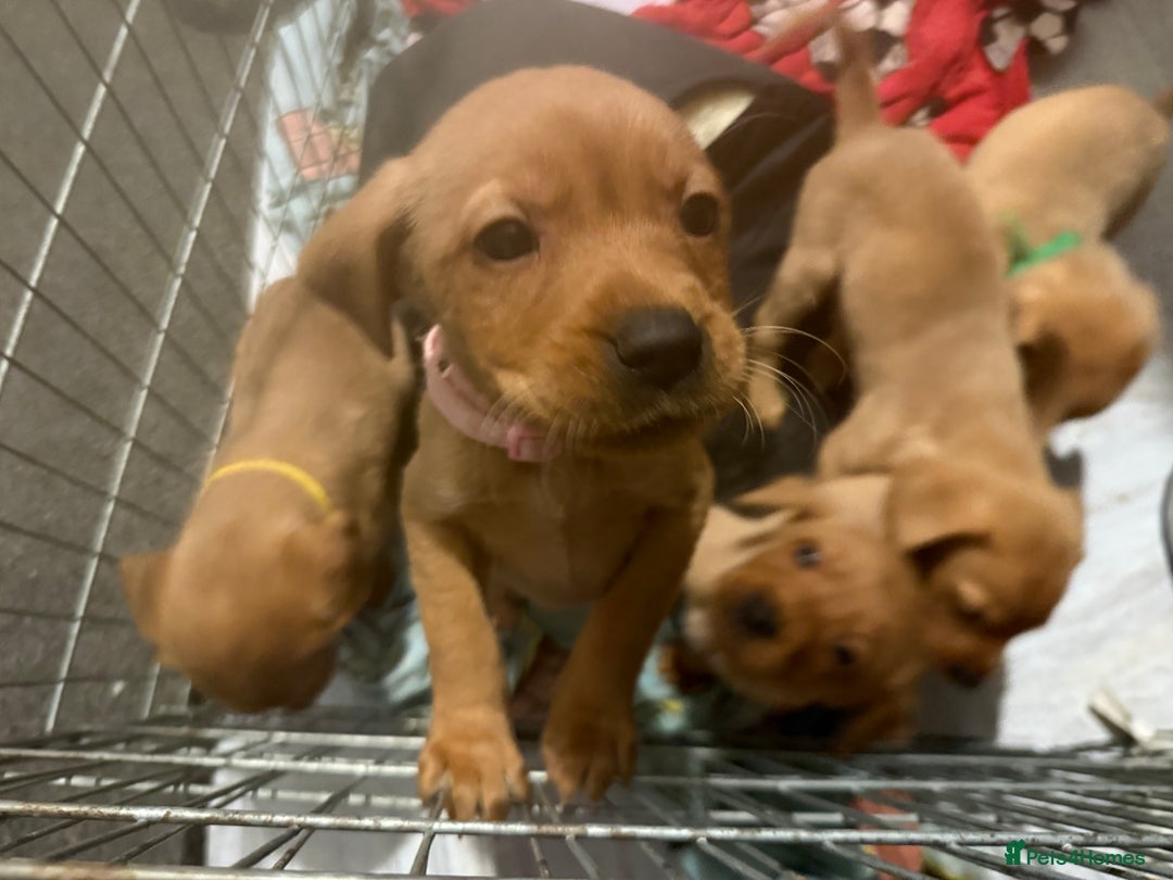 Labrador Retriever dogs for sale: 1 boy left! Fox red KC rEG Labradors working line  - Advert 8