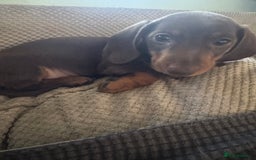 Miniature Dachshund dogs for sale: Stunning mini sausages!  - Image 5