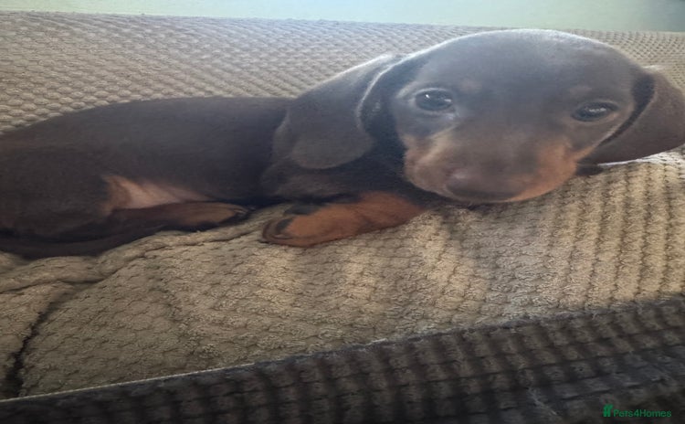 Miniature Dachshund dogs - Advert 10