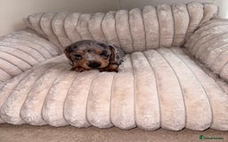 Miniature Dachshund dogs for sale: Miniature dachshund  - Image 10