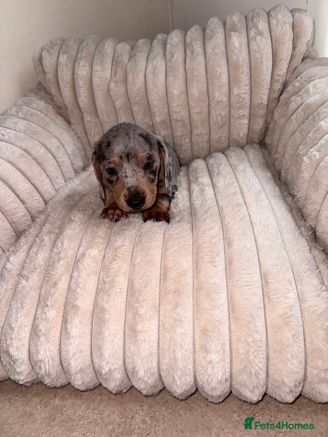 Miniature Dachshund dogs for sale: Miniature dachshund  - Image 10