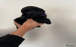 Labrador Retriever dogs for sale:  🐾Gorgeous BLack Labrador Puppies 🐾 - Advert 12