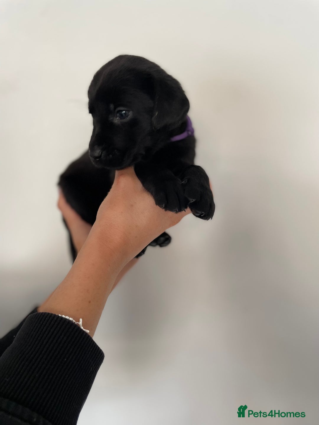 Labrador Retriever dogs for sale:  🐾Gorgeous BLack Labrador Puppies 🐾 - Advert 12