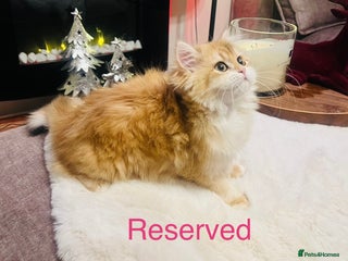 British Shorthair cats 💕 All Rehomed Golden Shaded ny12 Kittens 💕 - Advert 1