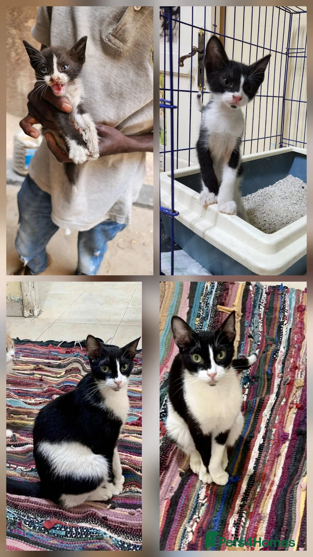 Mixed Breed cats for adoption: Beautiful Bhodi is longing for a perfect home - Advert 2