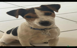 Jack Russell dogs for sale: Jack Russell  - Image 1