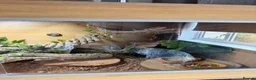 Bearded Dragon reptiles for sale: Year old bearded dragon for sale - Advert 3