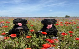 Labrador Retriever dogs for sale: 1 male Labrador puppy - Image 17