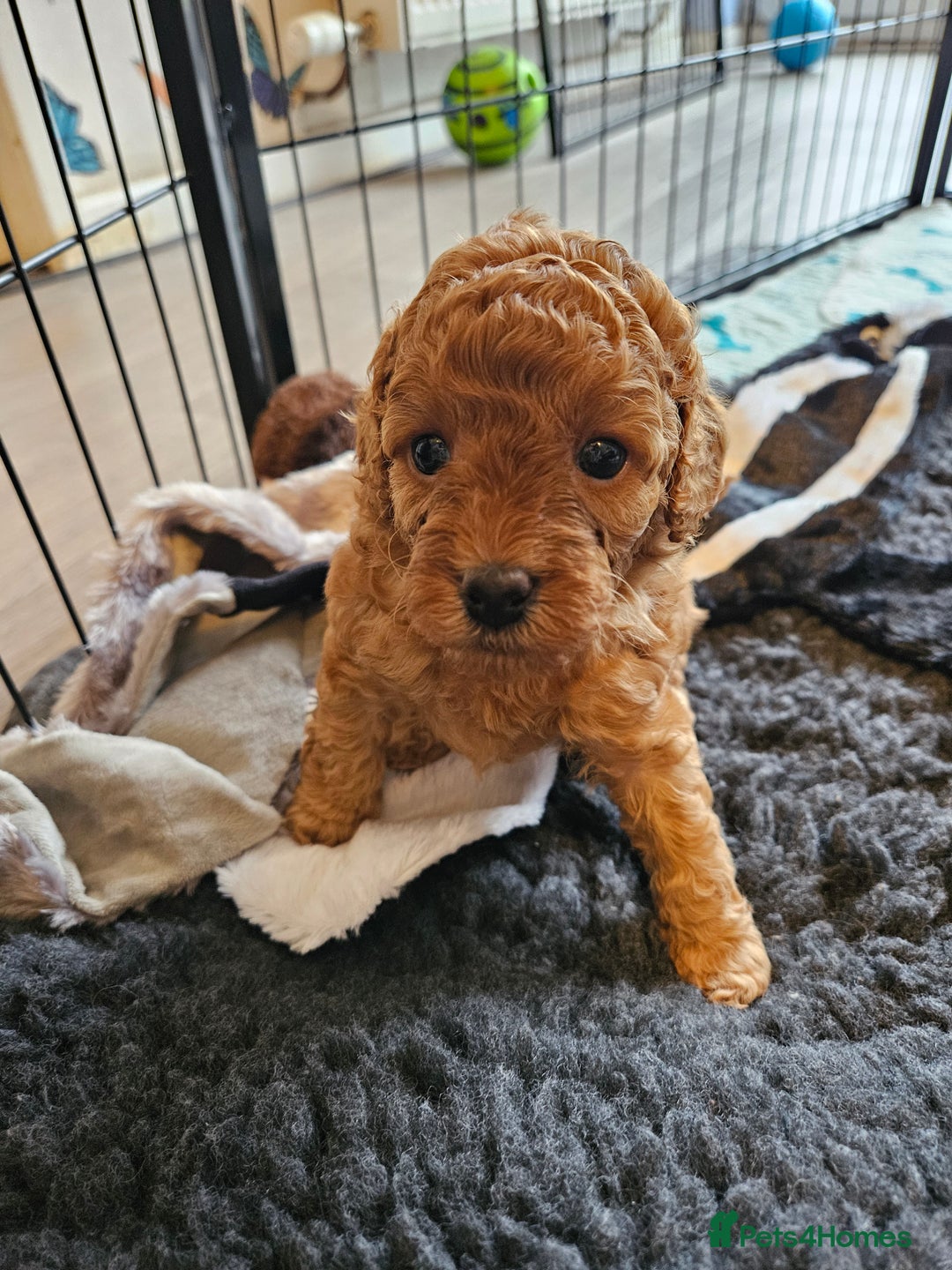 Miniature Poodle dogs for sale: Beautiful Health Tested Poodles - Advert 16