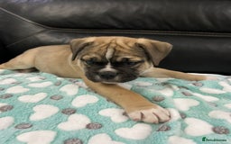 Old Tyme Bulldog dogs for sale: Old Tyme Bulldog puppies for sale - Image 17