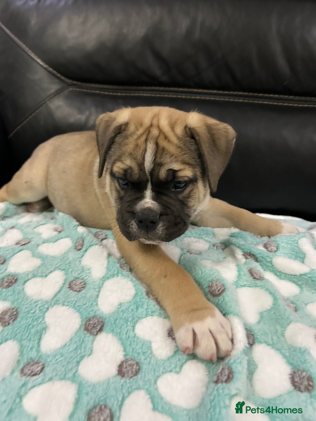 Old Tyme Bulldog dogs for sale: Old Tyme Bulldog puppies for sale - Image 17
