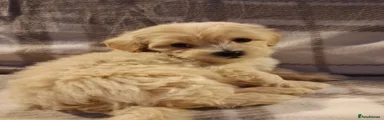 Maltipoo 3