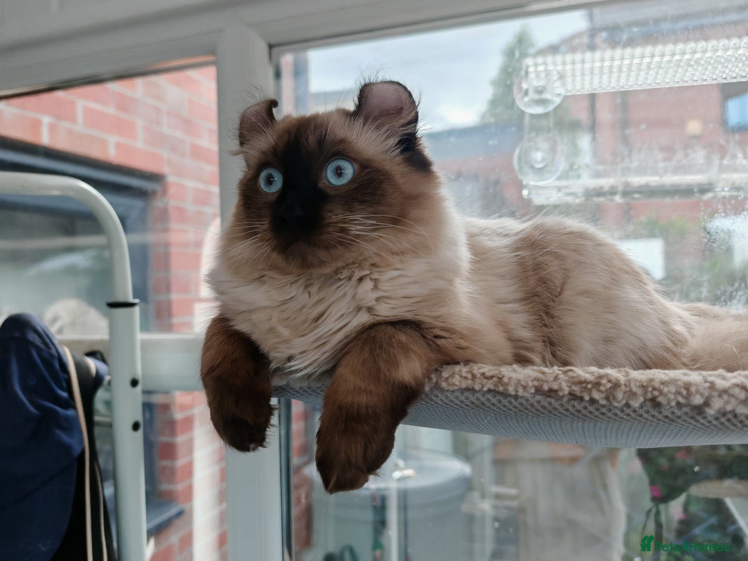 American Curl cats for sale: Two very rare and wonderful kittens for sale - Image 16