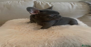 French Bulldog dogs - Advert 11